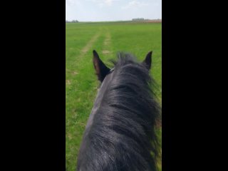 Video by КСК Яринг - постой лошадей, верховая езда.
