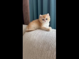 Video by Британские котята в окрасе шиншилла