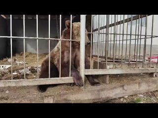 В 2021 году в Саратове мы изъяли бурого медведя у частного лица из-за жалоб на незаконное содержание хищника от местных жителей