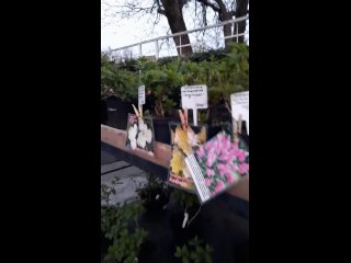 Видео от Elena Garden | Садовый центр