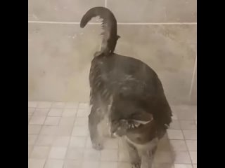 Кот, который любит душ