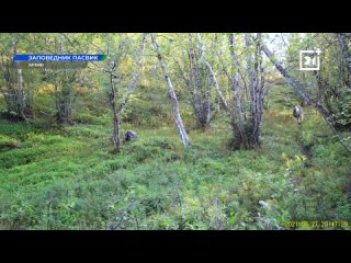 Русские волки съели норвежских оленей в Мурманской области