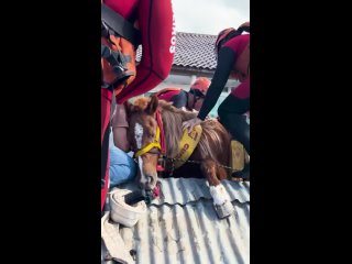 Лошадь, оказавшуюся на крыше сарая во время наводнения в штате Риу-Гранди-ду-Сул, спасли.