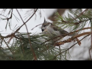 Хохлатая синица греется на ветке