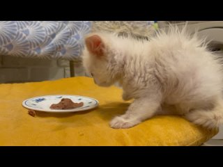 Video by Котодом МУРЛЫКА | Коты и кошки в добрые руки
