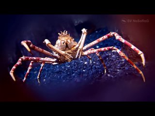 Японский краб-паук _ Japanese spider crab