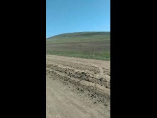 Медведь и заяц бегают в степях Зианчуринского района Башкортостана
