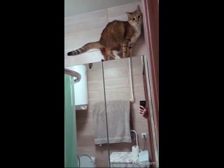 кот накакал на зеркало - видео с котиками лучшие короткие приколы с котами 2024