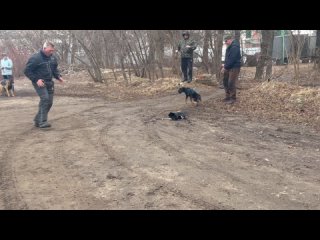 ПРОФЕССИОНАЛЬНАЯ ДРЕССИРОВКА СОБАК в Ивановеtan video