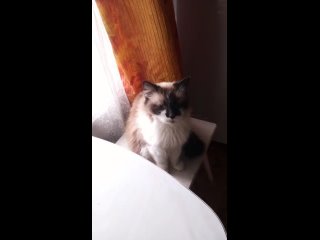 Video by Мои любимые коты