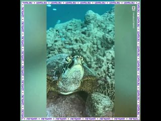 Сигнал в космос😂 - Дадашова Джамала