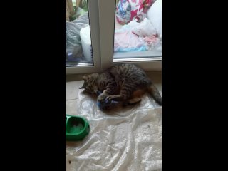 Video by Спасение котов МурПатруля. Узники Равнушкиной