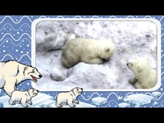 Мультики про животных - Белый медведь - Полярные животные - Логика для детей
