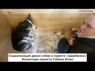 Социализация диких собак в приюте «Щербинка». Проект Собака Юзао .