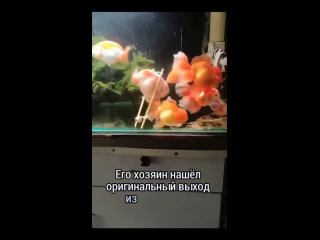 Aquapremium. Золотые рыбки .mp4