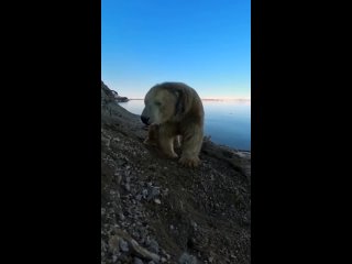 Polar Bear Up Close...