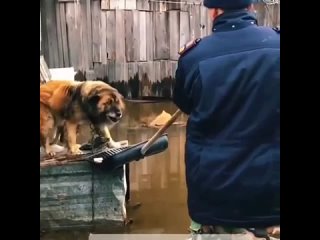 Помощь животным при наводнении