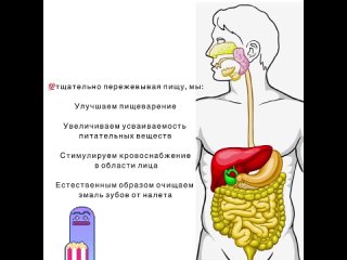 Пищеварение начинается не с желудка