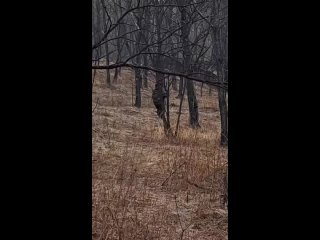 В Приморском крае собака спасла сбежавшего из дома пятилетнего мальчика - она грела его, пока тот спал в лесу