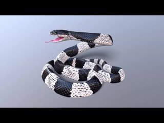 Animated Game Ready Malayan Krait Preview