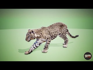 Male Leopard animation preview