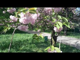 Симферополе Апрельская. Весенний  Ботаническому саду КФУ  цветёт сакура