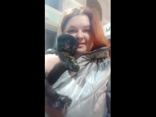 Video by Шотландские котята питомника “FREYA“, Омск
