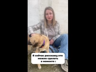 Видео от В деле нос  счастливый пёс