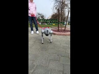 В Минске парень выгуливает собаку-робота. Газоны чистые, лай не раздражает.