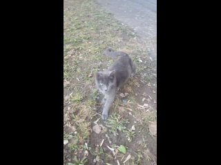 Видео от ЗоопоискЮАО Пропала/Найдена собака кошка