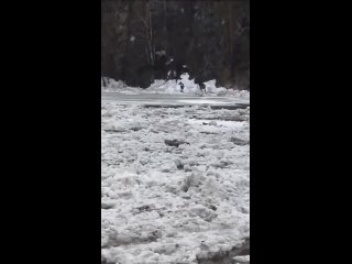 В Бурзянском районе два марала оказались зажаты между высокой скалой и рекой