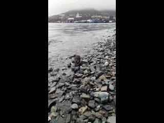 ⭐️ЗВЁЗДНЫЙ ЧАС - ОНДАТРА ПРОГУЛЯЛАСЬ ПО ЦЕНТРУ ПЕТРОПАВЛОВСКА ПОД ПРИЦЕЛОМ КАМЕРЫ