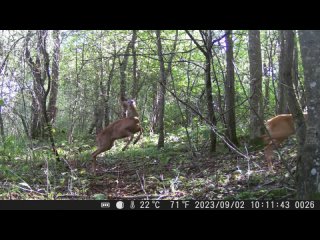 Фотоловушка засняла косуль в лесу под Невелем Псковская область.