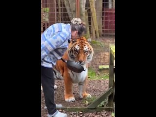 Большой тигр с хозяйкой