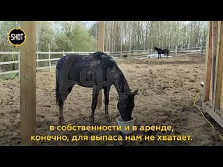 Вымирающую породу лошадей  русскую верховую  пытаются спасти в Тульской области. В России осталось всего 100 особей этих уника
