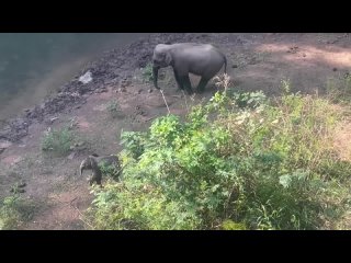 В Китае туристов покорил победивший страх воды слонёнок