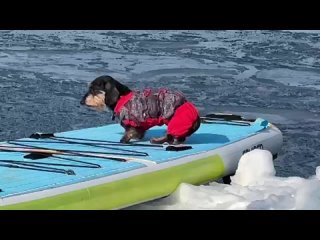 Сап-серферы во Владивостоке угнали льдину
