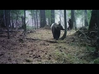 🐺 Волки, лисы, кабаны и медведи попали на фото ловушку в Юганском заповеднике