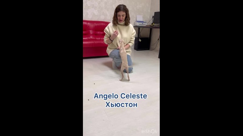 Видео от ЛЕВРЕТКИ Питомник ANGELO