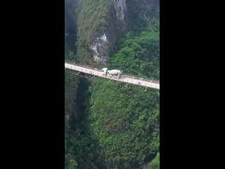 Канатный автомобильный мост в Чунцине на высоте 300 метров, Китай