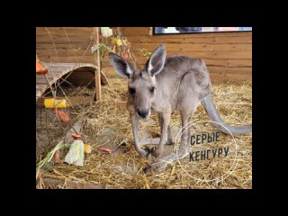 Переезд кенгуру в Большереченском зоопарке