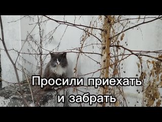 Котик у ТЭЦ-3