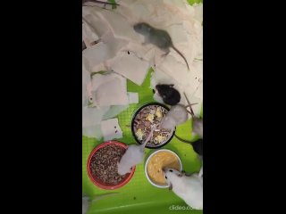Видео от Московское сообщество спасения декоративных крыс