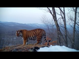 Тигр вышел покрасоваться перед камерой в Приморье