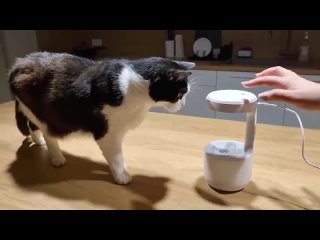 Кошка реагирует на антигравитационную иллюзию капли воды