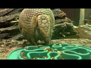 Video by spbzoopark