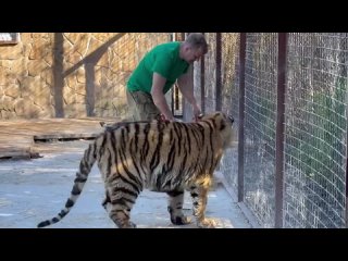 Один из САМЫХ ДОБРЫХ ТИГРОВ в  Тайгане хочет помочь Олегу Зубкову убрать вольер)))