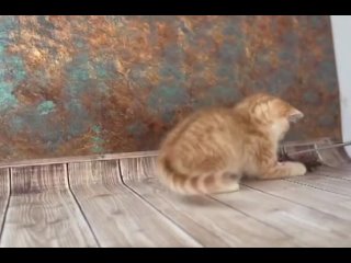 Видео от Питомник кошек ELITE BELL BRI, EXO, SFS.