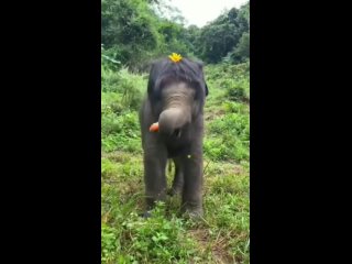 Веселый слоненок