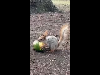 Видео от Подслушано в Электростали